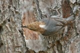 _MG_7879 Brown-headed Nuthatch.jpg