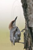 _MG_7890 Brown-headed Nuthatch.jpg