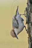 _MG_7896 Brown-headed Nuthatch.jpg