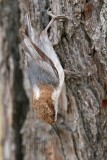 _MG_7900 Brown-headed Nuthatch.jpg
