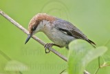 _MG_8029 Brown-headed Nuthatch.jpg