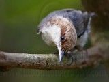 _MG_8050 Brown-headed Nuthatch.jpg