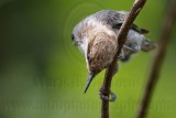 _MG_8085 Brown-headed Nuthatch.jpg