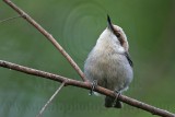 _MG_8176 Brown-headed Nuthatch.jpg