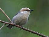 _MG_8178 Brown-headed Nuthatch.jpg