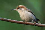 _MG_8279 Brown-headed Nuthatch.jpg