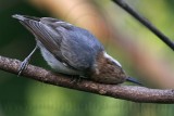 _MG_8301 Brown-headed Nuthatch.jpg