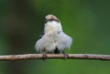_MG_8355 Brown-headed Nuthatch.jpg