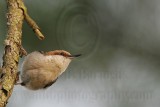_MG_8411 Brown-headed Nuthatch.jpg