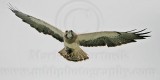 _MG_8968 Swainsons Hawk.jpg
