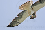 _MG_8988 Swainsons Hawk.jpg