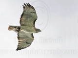 _MG_9324 Red-tailed Hawk.jpg