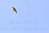 _MG_9589 Red-tailed Hawk.jpg