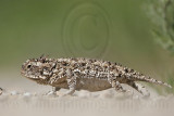 _MG_5568 Texas Horned Lizard.jpg