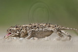 _MG_5569 Texas Horned Lizard.jpg
