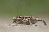 _MG_5615 Texas Horned Lizard.jpg