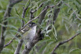 _MG_9073 Black-capped Vireo.jpg