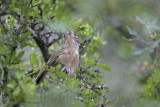 _MG_9154 Black-capped Vireo.jpg