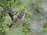_MG_9157 Black-capped Vireo.jpg