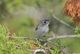 _MG_9257 Black-capped Vireo.jpg