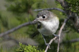 _MG_9260 Black-capped Vireo.jpg