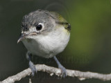 _MG_9275 Black-capped Vireo.jpg