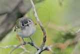 _MG_9290 Black-capped Vireo.jpg