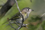 _MG_9298 Black-capped Vireo.jpg