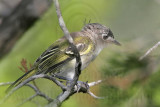 _MG_9301 Black-capped Vireo.jpg