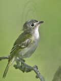 _MG_9391 Black-capped Vireo.jpg