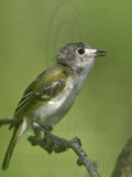 _MG_9394 Black-capped Vireo.jpg