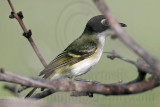 _MG_9437 Black-capped Vireo.jpg