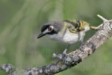 _MG_9442 Black-capped Vireo.jpg