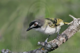 _MG_9443 Black-capped Vireo.jpg