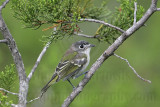 _MG_9931 Black-capped Vireo.jpg