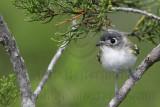 _MG_9947 Black-capped Vireo.jpg