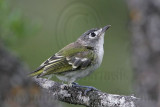 _MG_9976 Black-capped Vireo.jpg