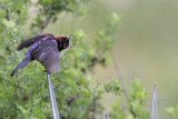 _MG_0359 Varied Bunting.jpg