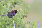 _MG_0360 Varied Bunting.jpg
