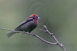 _MG_0381 Varied Bunting.jpg