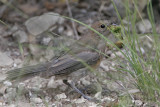 _MG_0460 Varied Bunting.jpg