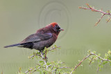 _MG_0589 Varied Bunting.jpg