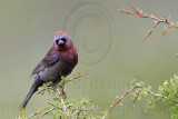 _MG_0606 Varied Bunting.jpg