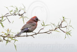 _MG_0671 Varied Bunting.jpg