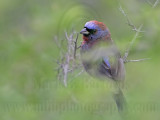 _MG_9849 Varied Bunting.jpg