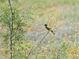 _MG_1166 Painted Bunting.jpg