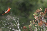 _MG_9574 Northern Cardinal.jpg