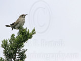 _MG_9518 Bewicks Wren.jpg