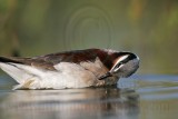 _MG_0042 Wilsons Phalarope.jpg