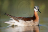 _MG_0048 Wilsons Phalarope.jpg